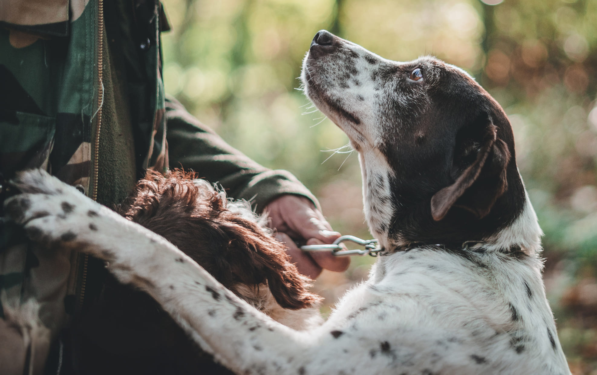 Assurez votre compagnon et chassez l'esprit tranquille