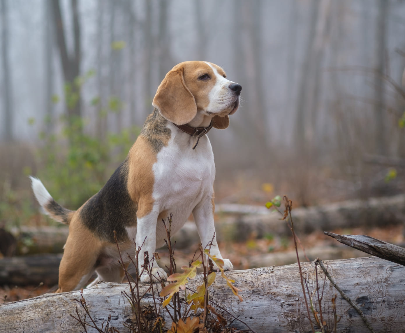 Pourquoi assurer mon chien de chasse ? Est-ce obligatoire ?